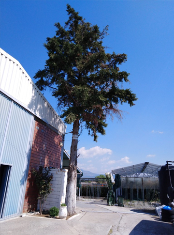 Εγκαταστασεις ταπητοκαθαριστηριών ΙΡΙΣ